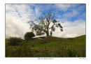 Old tree at Edzell Castle